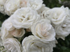 `Aspirin® Rose` TANTAU®'  Róża okrywowa 'Aspirin Rose' 1,5L
